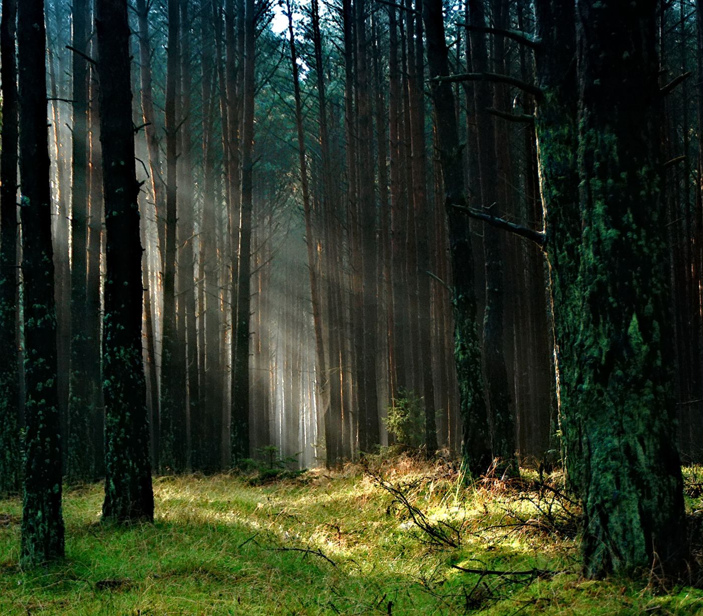 Sunlight filtering through tall trees onto a green woodland floor